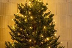 דוכן עץ חג המולד_3593